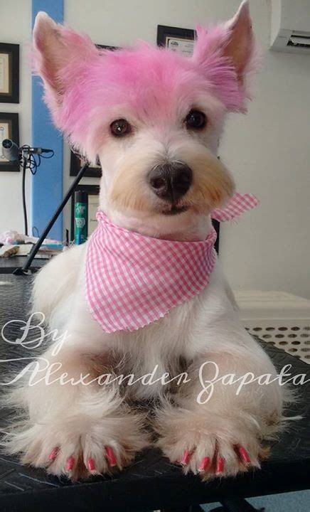 Westie Asian fusion Grooming Dog Grooming Diy, Havanese Grooming, Dog Grooming Styles, Creative ...