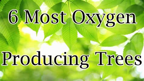 trees | most oxygen producing plants | air purifying plants | best air purifying plants/earth ...