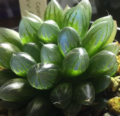 Laura's Room: Haworthia cooperi