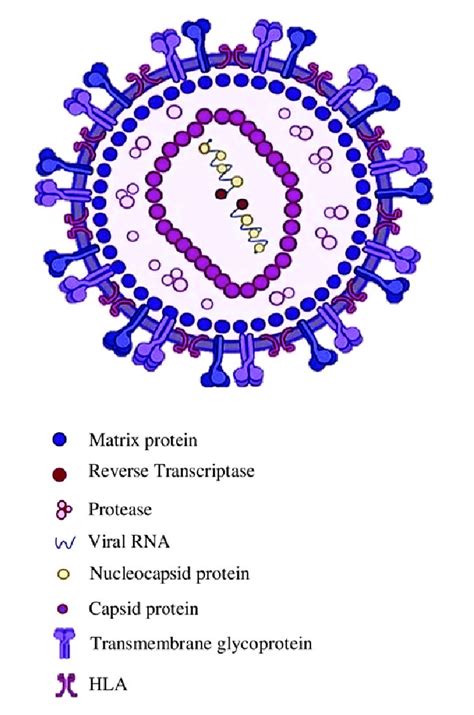 Structure of the HIV genome. | Download Scientific Diagram