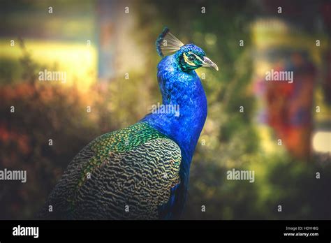 Peacock Art High Resolution Stock Photography and Images - Alamy