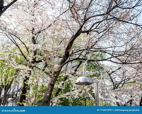 Cherry Blossom at Namsan Park, Seoul, South Korea.Blue Sky Background in Summer Season ...