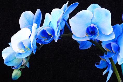 Blue Orchids! – Cindy Knoke