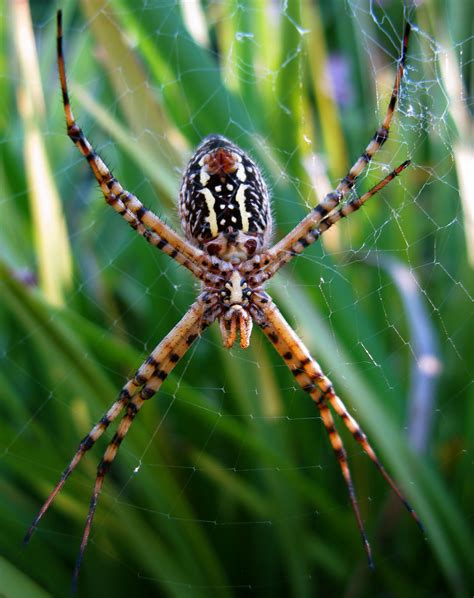 Giant Radioactive Spider - a photo on Flickriver