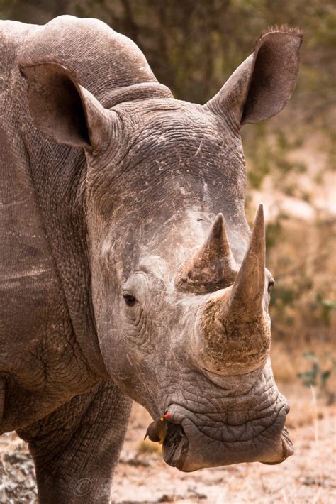 Red-billed oxpecker | Oh, BTW, on a White Rhino! (In Afrikaa… | Flickr