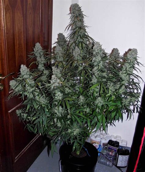 Top Dozen Autoflowering Marijuana Strains