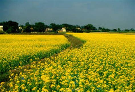 Mustard Cultivation Guide – Climate, Land Preparation, Varieties, Fertilisers, Sowing and Harvesting