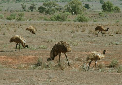 A Picture from History: The Great Emu War of 1932 - Pew Pew Tactical