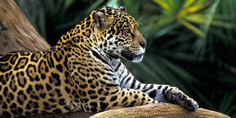 Jaguar – a strong wild cat | DinoAnimals.com