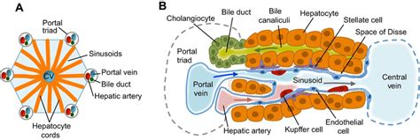 Liver structure and cell types (A) Functional unit of the liver... | Download Scientific Diagram ...