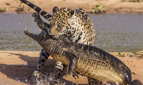 Jaguar VS Crocodile & Amazing Animal Fights – Wild Animals Documentary 2018