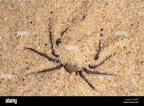 Six eyed sand spider hi-res stock photography and images - Alamy