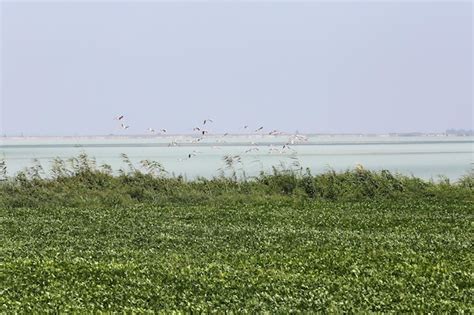 Premium Photo | Peanut farming field in harvest time