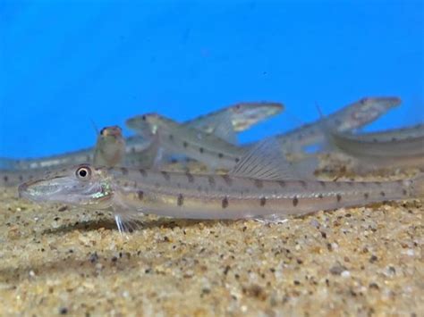 Horseface Loach: Habitat, Care, Aquarium Maintenance