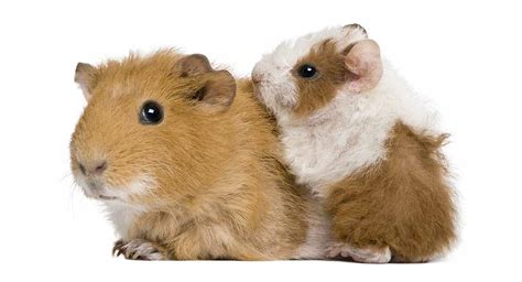 Your Baby Guinea Pig - What To Expect And How To Look After Them