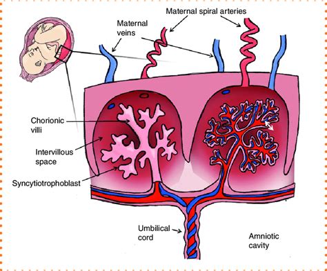 Schematic diagram of a cross-section through the placenta. Maternal ...