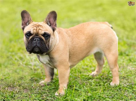 Problemas de pele em buldogue francês - conheça os mais comuns - Uau ...