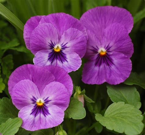 photos of purple flowers Beautiful Flowers Garden, Exotic Flowers ...