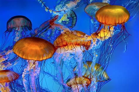 Jellyfish underwater fish art painting sea life colorful