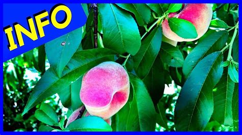 Donut Peach Tree (INFO) - YouTube