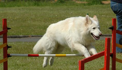 White German Shepherd – Info, Pictures, Facts, And Care