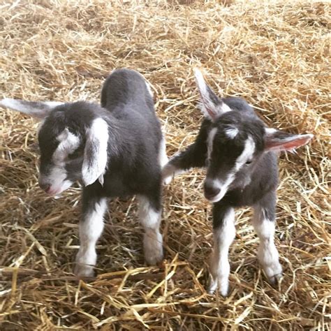 Boyne Valley Cheese — Two gorgeous looking #toggenburg kidds born on the...