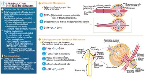 Physiology: Intrinsic Mechanisms of GFR Regulation | ditki medical & biological sciences