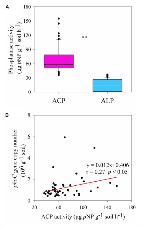 | Phosphatase activity (A) and relationship between ACP activity and ...