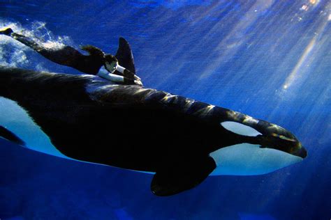 Orca Wallpapers - Wallpaper Cave