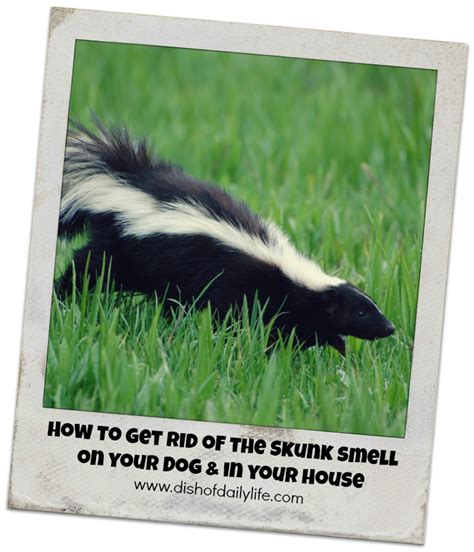 How to Get Rid of the Skunk Smell in Your House & on your Dog Stinky Dog, Dog Odor, Pet Odors ...