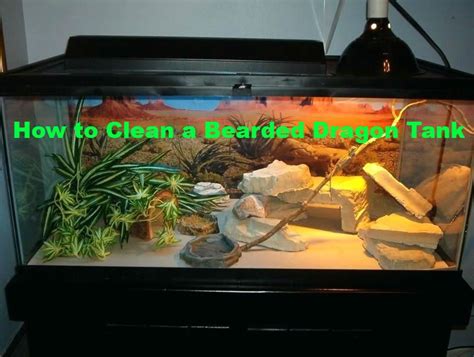 How to Clean a Bearded Dragon Tank - MY BEARDED DRAGON | Bearded dragon tank, Bearded dragon ...