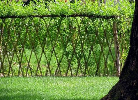 Beautiful examples of living willow fences | DIY projects for everyone!