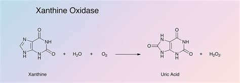 Xanthine Oxidase - Worthington Enzyme Manual | Worthington Biochemical