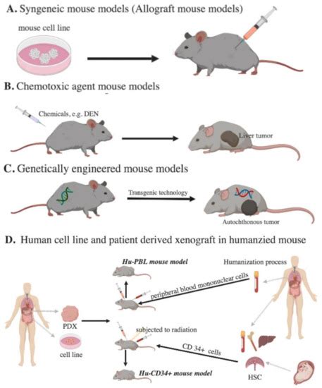 Cancers | Free Full-Text | Mouse Models for Immunotherapy in ...