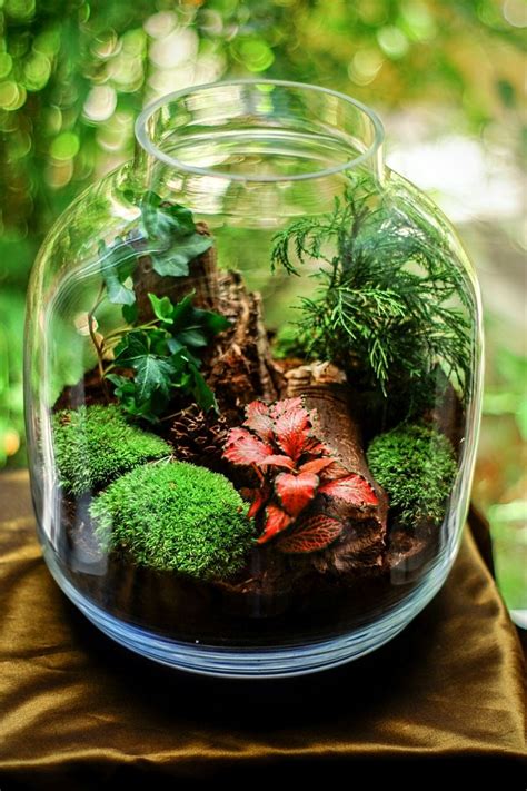 Seven Colorful Plants Perfect for Closed Terrariums - Ames Farm Center