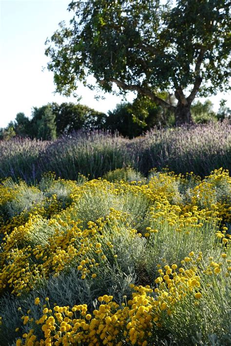 aromatic plants in 2020 | Garden design, Unique gardens, Aromatic plant