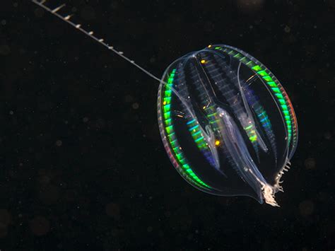 Sea Gooseberry - Pleurobrachia pileus