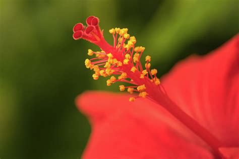 Extreme close up of a colourful flower stamen and stigma. Photograph by Wael Alreweie