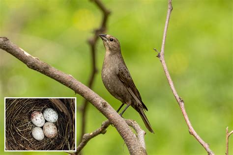 Cowbird moms choosy when selecting foster parents for their young