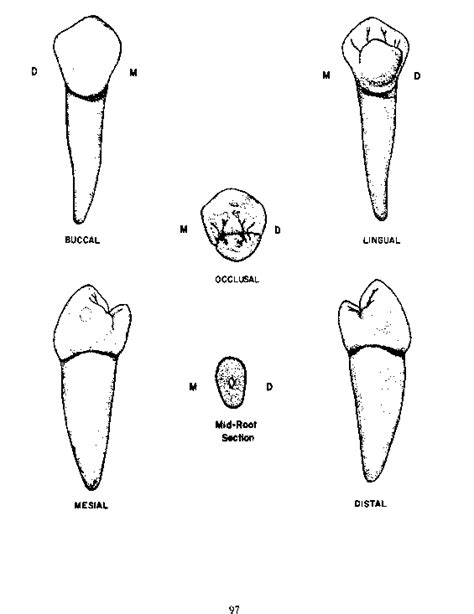 The Permanent Mandibular Premolars I Permanent Mandibular Premolars ...