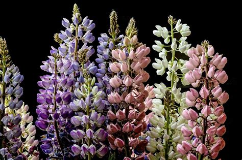 Growing Lupine Flowers: Tips for Vibrant Blooms