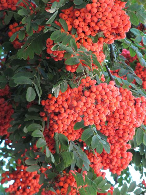 Free Images : fruit, berry, flower, food, red, produce, evergreen, autumn, botany, september ...