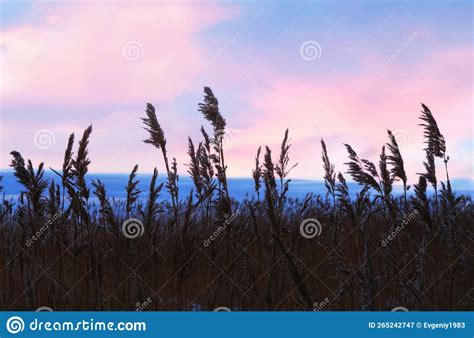 Tall Grass in a Field at Sunset Stock Image - Image of nature, sunrise ...