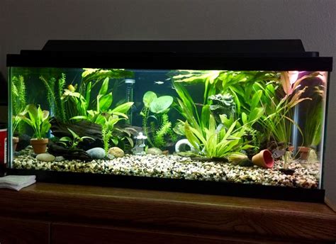 20 Gallon Long Tank | Fish aquarium decorations, Fish tank terrarium, Fish tank themes