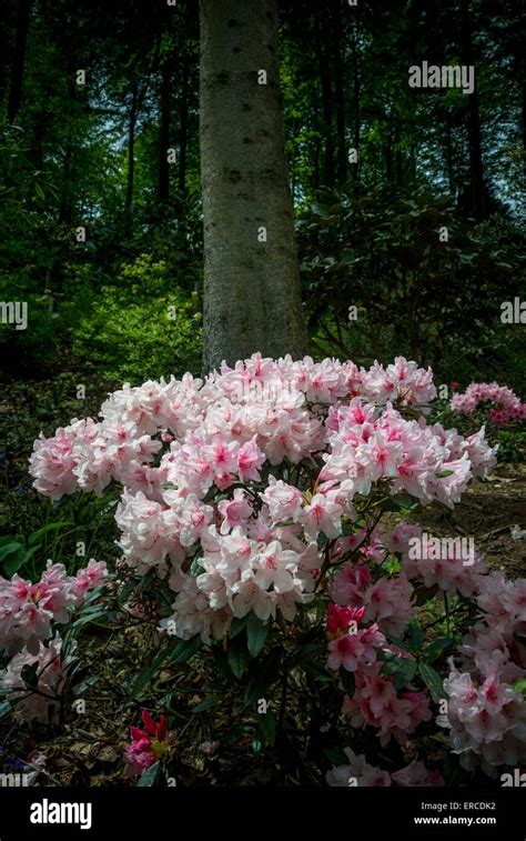 Pink flowering rhododendron shrub Stock Photo - Alamy