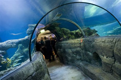 Delve deep into the Sea Life London Aquarium at a Sea Life After Dark event, where you can enjoy ...