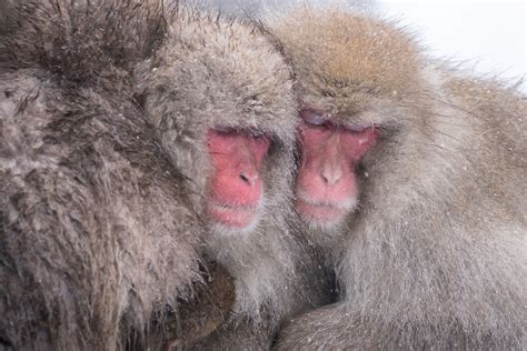 Japanese Macaques