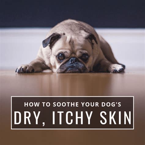 Tips and Remedies to Soothe Itchy or Dry Skin in Dogs - PetHelpful