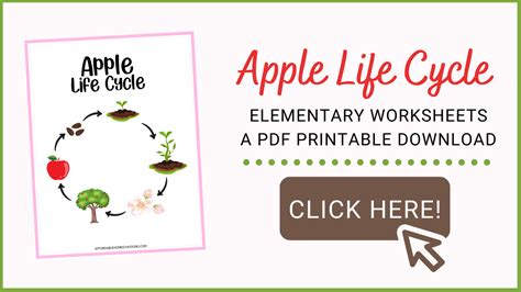 Free Printable Apple Life Cycle Worksheets for Kids