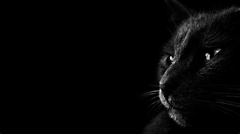 Cat Dark Wallpaper - Best Wallpaper HD | Black cat images, Black hd ...